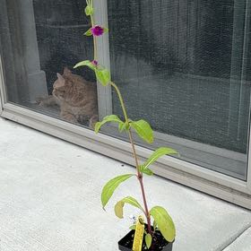 Photo of the plant species Globe Amaranth by @graceharrell13 named Planty on Greg, the plant care app
