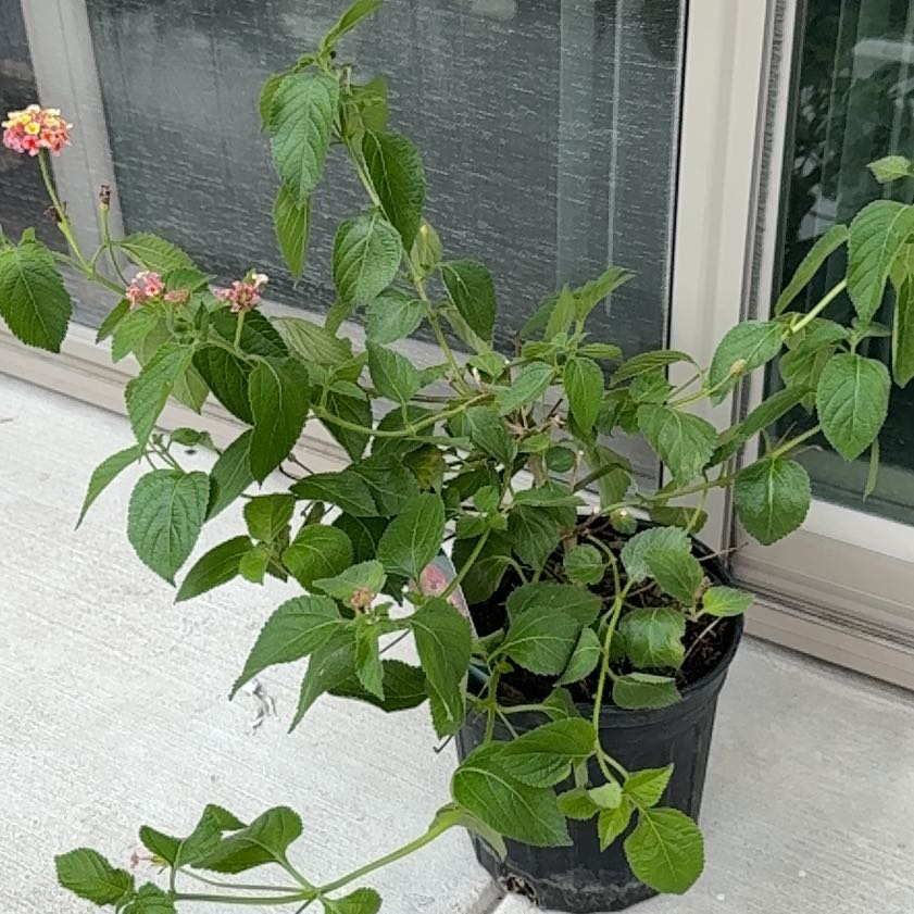 Photo of the plant species Lantana by @graceharrell13 named Delilah on Greg, the plant care app