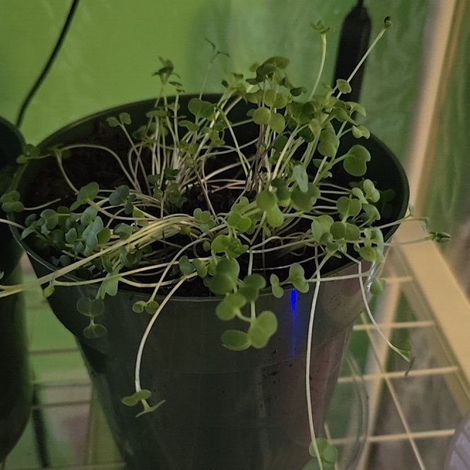 Photo of the plant species Burpee's Microgreens Mix by @BabyLime16 named Queen on Greg, the plant care app