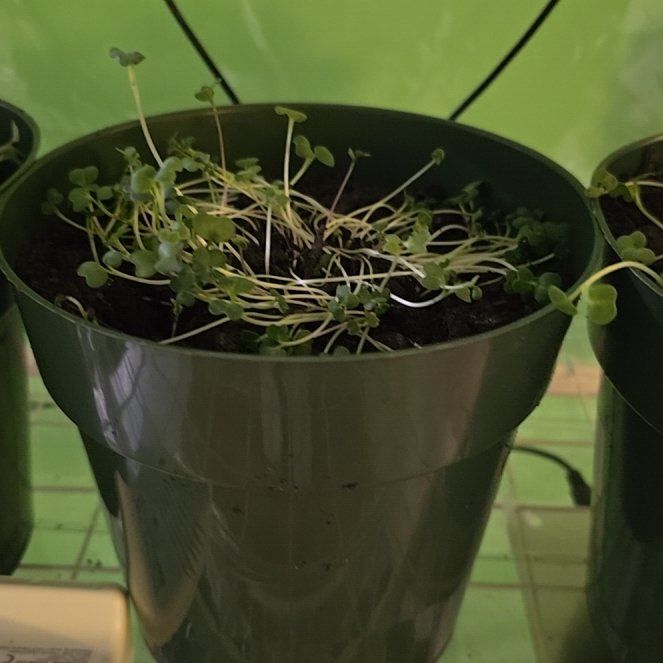 Photo of the plant species Burpee's Microgreens Mix by @BabyLime16 named Sol on Greg, the plant care app