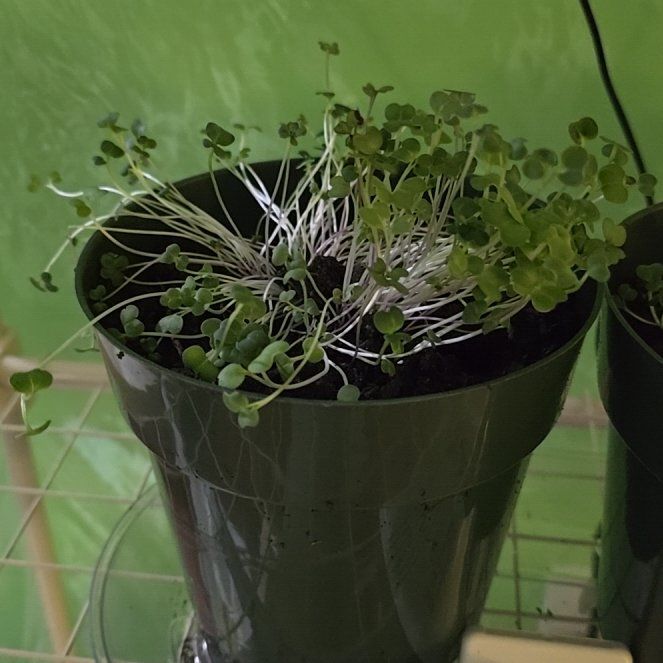 Photo of the plant species Burpee's Microgreens Mix by @BabyLime16 named Remington on Greg, the plant care app