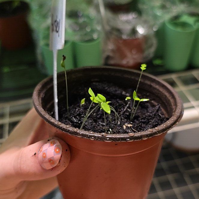 Photo of the plant species Italian Parsley by @BabyLime16 named Aria on Greg, the plant care app