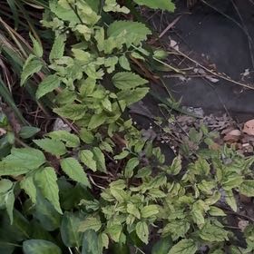 Photo of the plant species Evergreen Clematis by James named Orlando Bloom on Greg, the plant care app