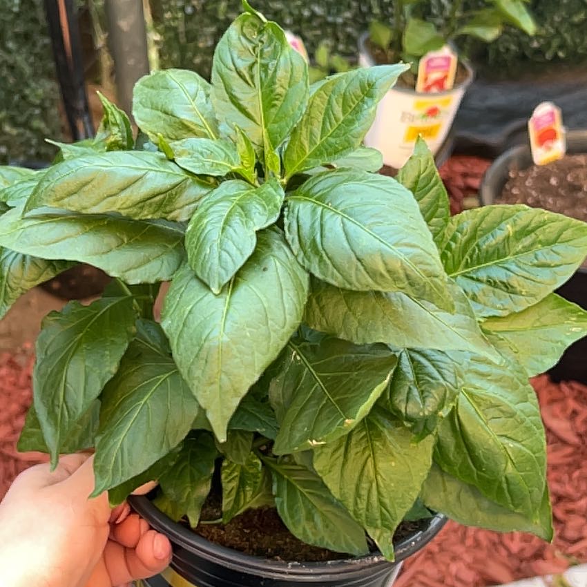Photo of the plant species Red Ghost Super Hot Pepper by @MightilyCanna92 named Harry on Greg, the plant care app