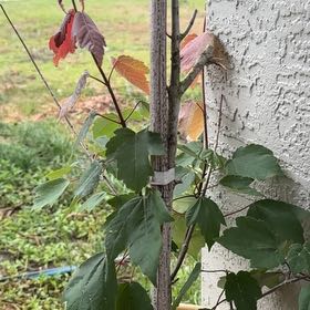 Photo of the plant species Summer Red Maple by @PerkyLeekorchid named Emerson on Greg, the plant care app