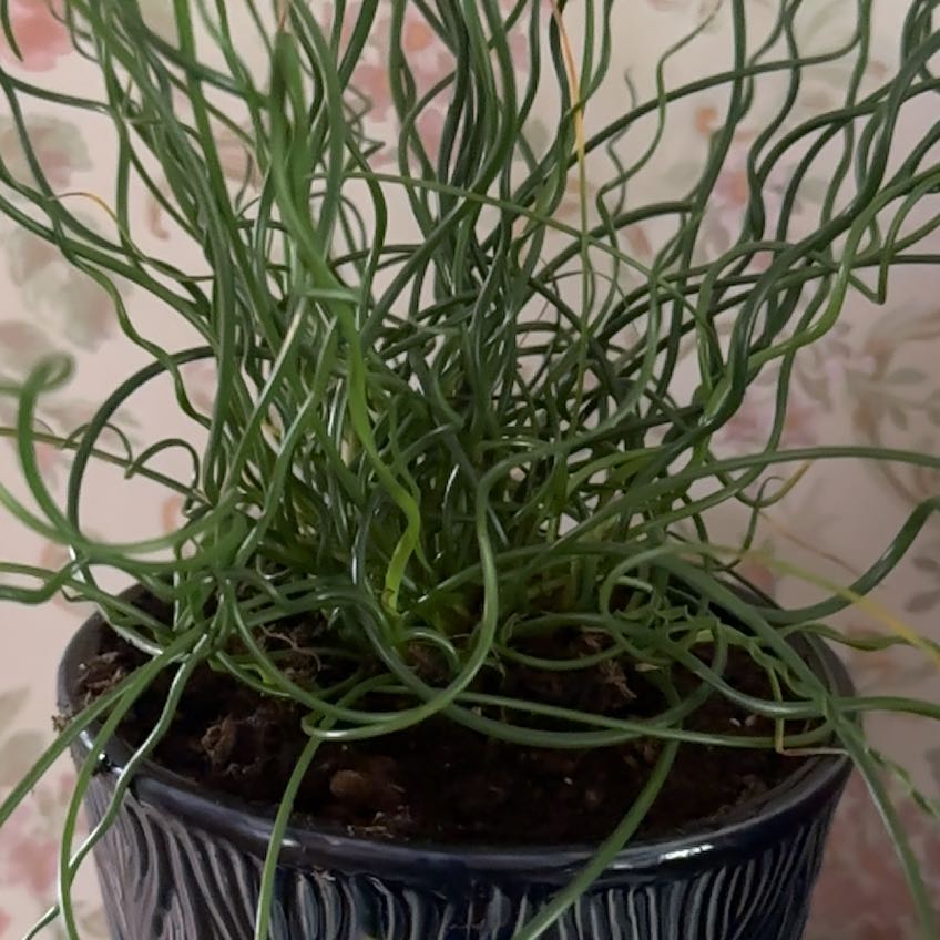 Photo of the plant species Corkscrew Rush by @StandupSapote79 named Lola on Greg, the plant care app