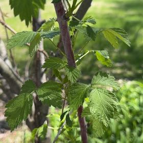 Photo of the plant species Black Raspberry by @SoulmateAnacua named Peter Parker on Greg, the plant care app
