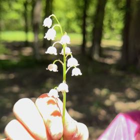 Photo of the plant species May Bells by @SoulmateAnacua named Scarlett on Greg, the plant care app