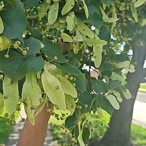 Photo of the plant species Littleleaf Linden by @ZanyVelvetash19 named Drake on Greg, the plant care app