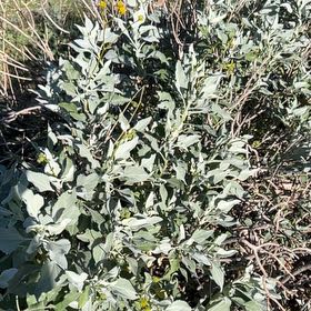 Photo of the plant species White Sage by @FitTamarack72 named da Vinci on Greg, the plant care app