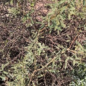 Photo of the plant species Western Honey Mesquite by @FitTamarack72 named Kylie on Greg, the plant care app