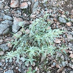 Photo of the plant species Horse Mint by @FitTamarack72 named Aristotle on Greg, the plant care app