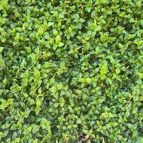 Photo of the plant species Japanese Spurge by @FitTamarack72 named Gates on Greg, the plant care app