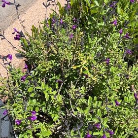Photo of the plant species Blue Potato Bush by @FitTamarack72 named Doja Cat on Greg, the plant care app