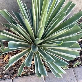 Photo of the plant species Caribbean Agave by @FitTamarack72 named Oscar on Greg, the plant care app