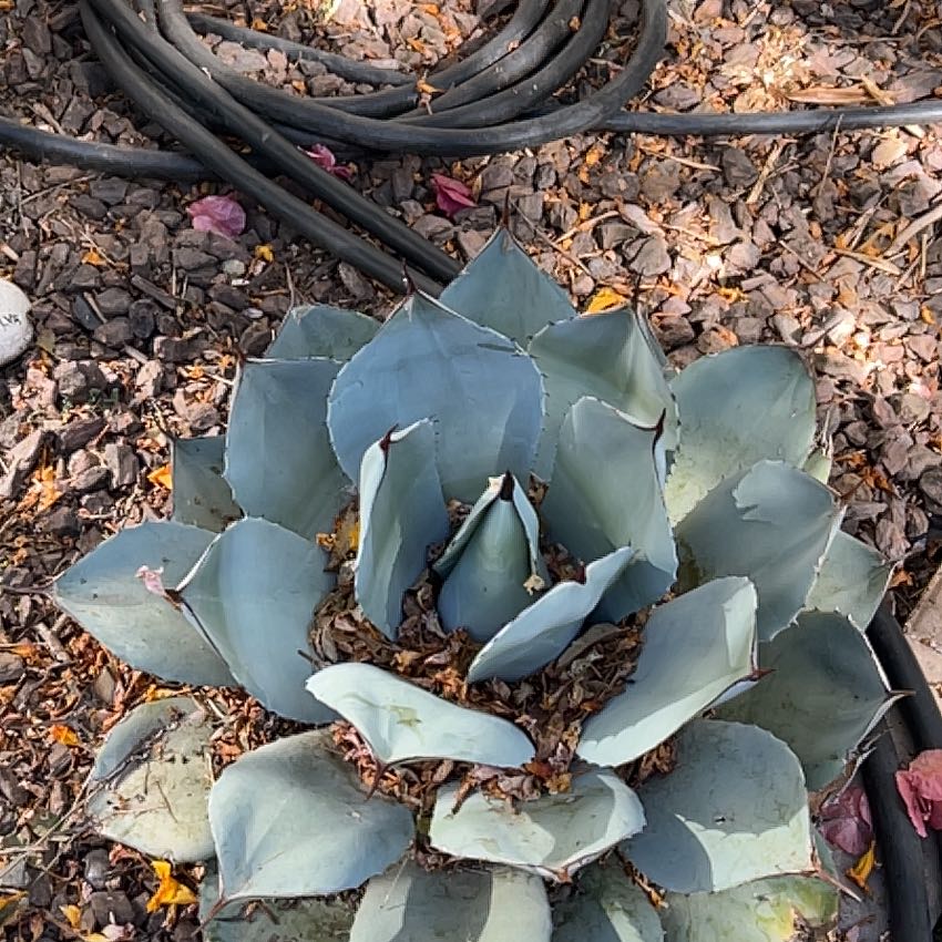 Photo of the plant species Agave Parryi by @FitTamarack72 named Beckham on Greg, the plant care app