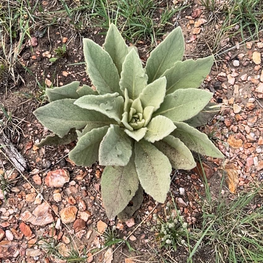 Photo of the plant species Mullein by @FitTamarack72 named Figyonce on Greg, the plant care app