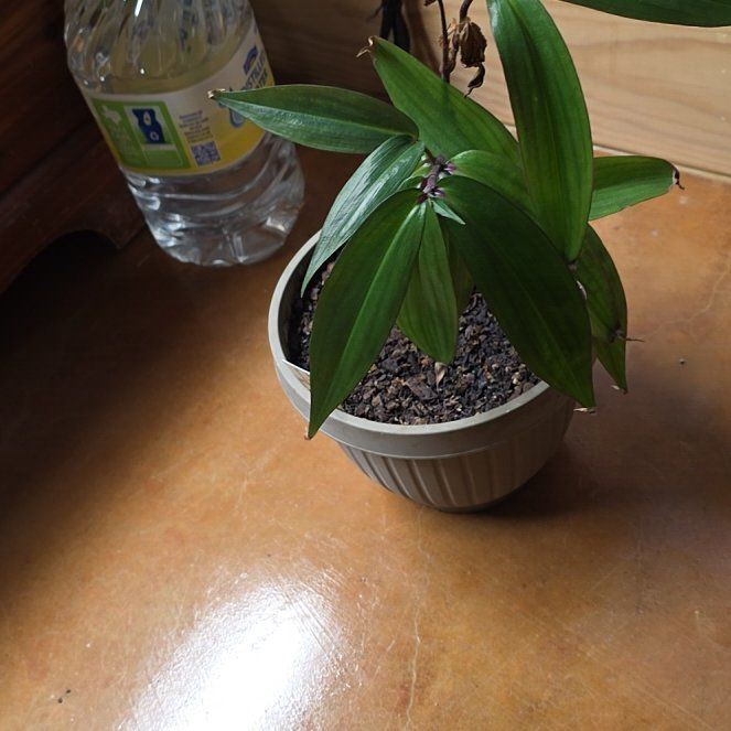 Photo of the plant species Dwarf Weeping Blue Ginger by @WillAgarito35 named Lola on Greg, the plant care app