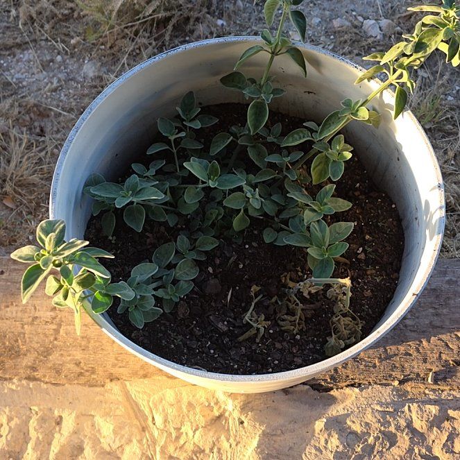 Photo of the plant species Flame Anisacanthus by @WillAgarito35 named Forrest on Greg, the plant care app