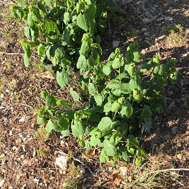 Photo of the plant species Turk's Cap by @WillAgarito35 named Luna on Greg, the plant care app