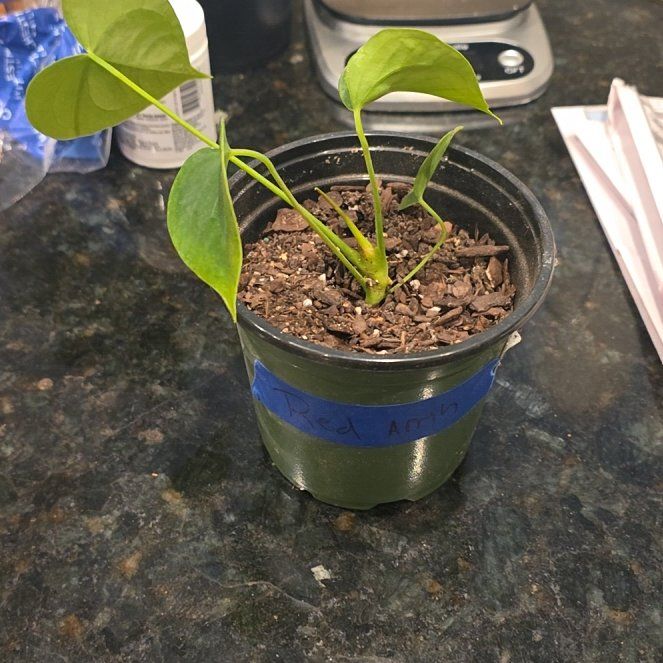 Photo of the plant species Flamingo Lily by @WillAgarito35 named Khaleesi on Greg, the plant care app