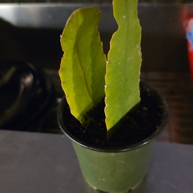 Photo of the plant species Pseudorphipsalis 'Blue Flame' by @WillAgarito35 named Figyonce on Greg, the plant care app
