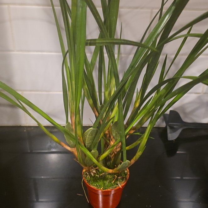 Photo of the plant species Coconut Orchid by @WillAgarito35 named Beckham on Greg, the plant care app