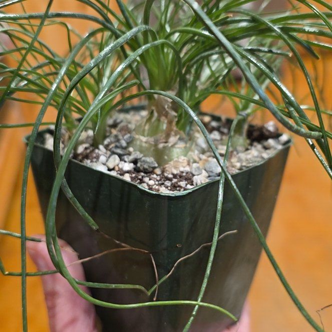 Photo of the plant species albuca by @WillAgarito35 named Harrison on Greg, the plant care app