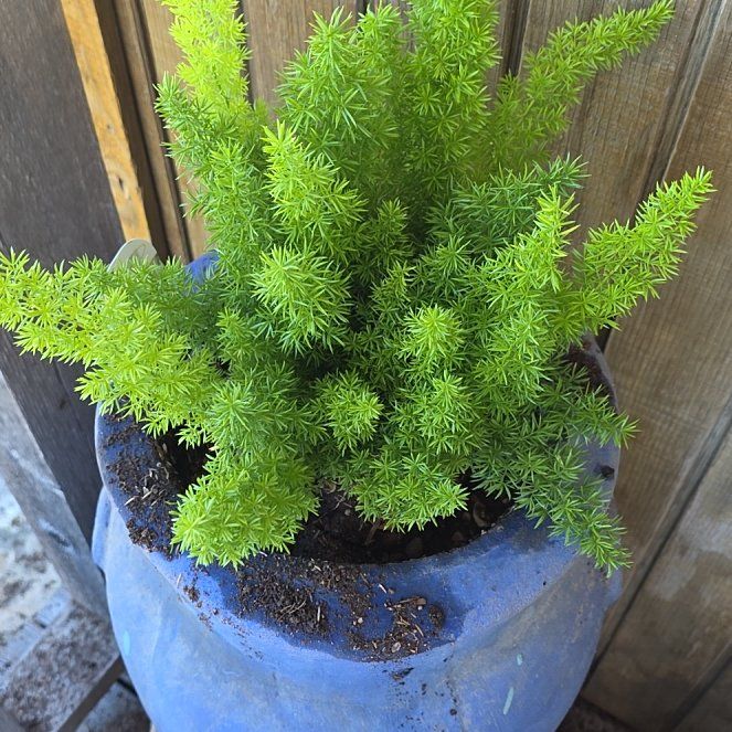 Photo of the plant species Myers Asparagus Fern by @WillAgarito35 named Hamilton on Greg, the plant care app