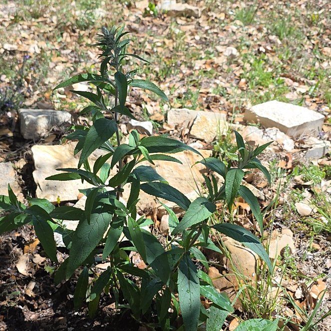 Photo of the plant species Butterfly Bush by @WillAgarito35 named Goblin on Greg, the plant care app