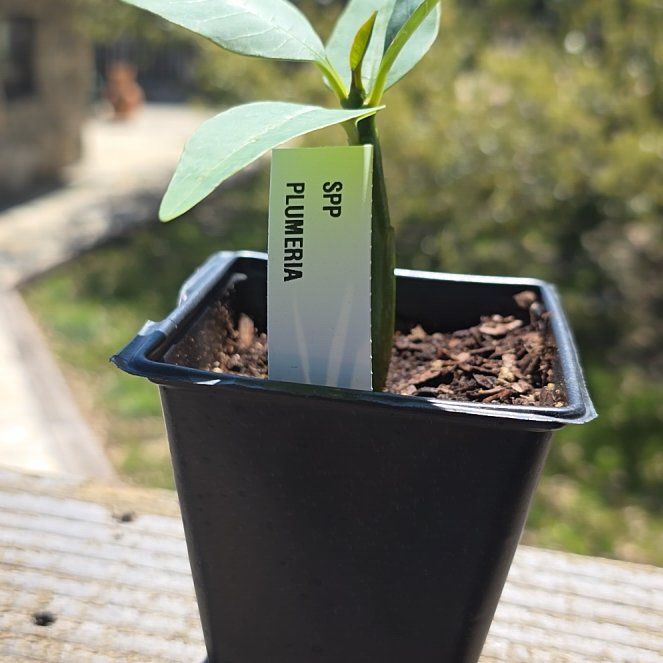 Photo of the plant species Frangipani by @WillAgarito35 named Sol on Greg, the plant care app