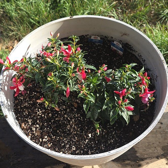 Photo of the plant species Fuchsia by @WillAgarito35 named Lavender on Greg, the plant care app