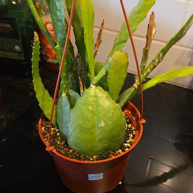 Photo of the plant species Red Orchid Cactus by @WillAgarito35 named Speak no Evil on Greg, the plant care app