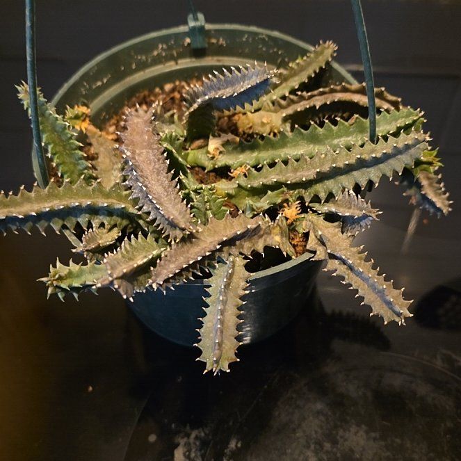 Photo of the plant species Variegated Lifesaver Plant by @WillAgarito35 named Mando on Greg, the plant care app