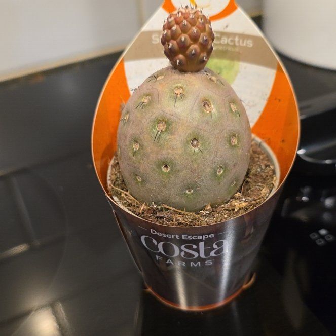 Photo of the plant species Tephrocactus geometricus by @WillAgarito35 named Crossbones on Greg, the plant care app