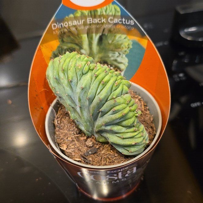 Photo of the plant species Myrtillocactus geometrizans f. cristata 'Indigo Wave' by @WillAgarito35 named Kobe on Greg, the plant care app