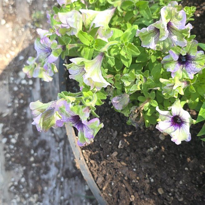 Photo of the plant species Petunia 'Amazonas Plum' by @WillAgarito35 named Willie on Greg, the plant care app
