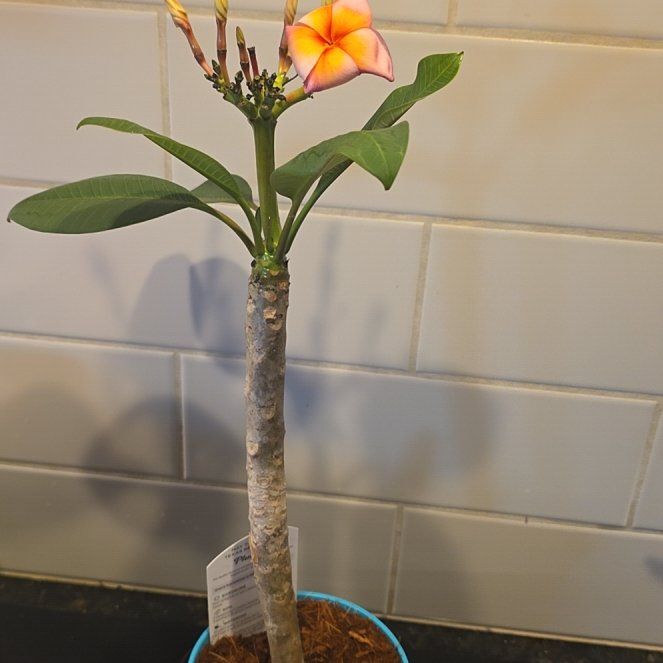 Photo of the plant species Dwarf Pink Plumeria by @WillAgarito35 named Bae on Greg, the plant care app