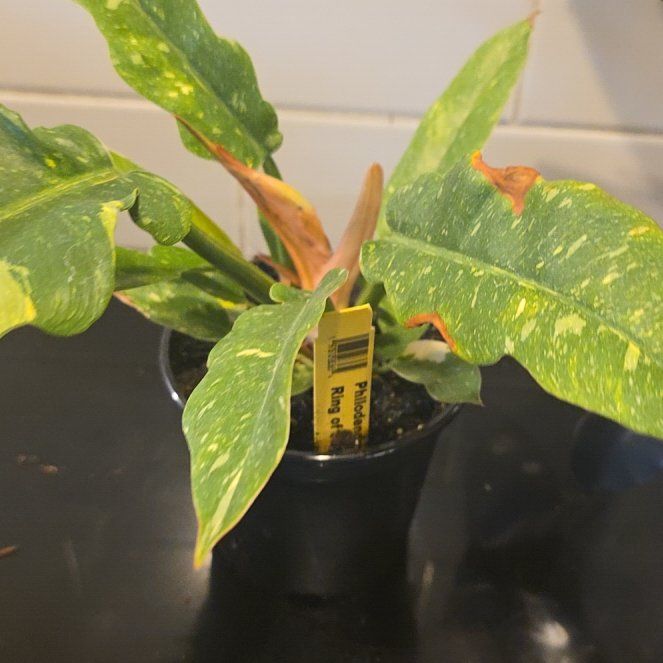 Photo of the plant species Philadendron Cobra by @WillAgarito35 named Marilyn on Greg, the plant care app