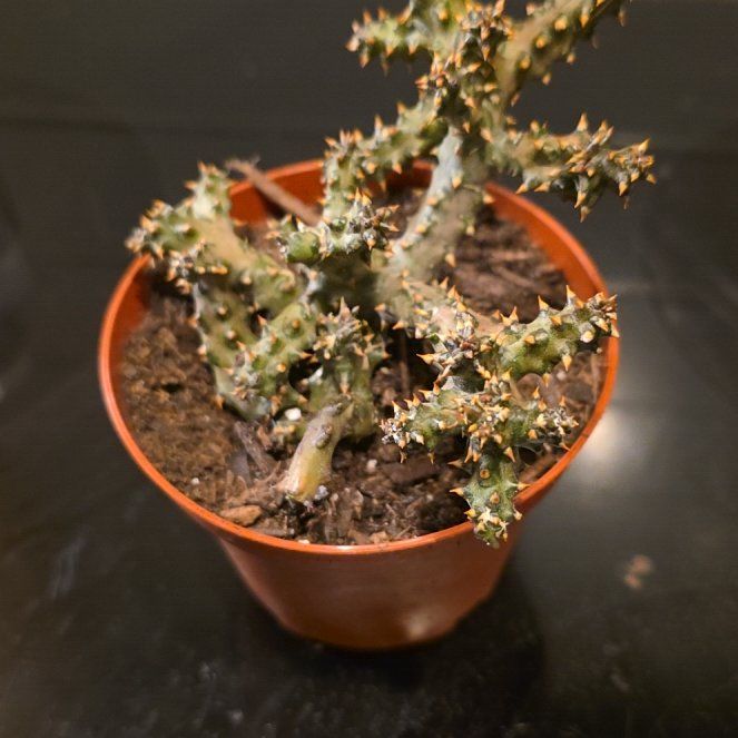 Photo of the plant species Persian Carpet Flower by @WillAgarito35 named Ariana on Greg, the plant care app