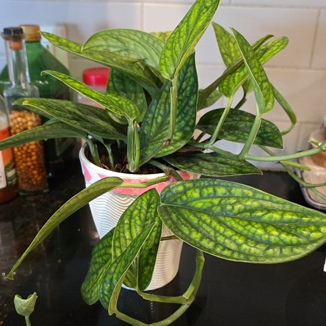 Photo of the plant species Monstera Green Galaxy (sp Peru) by @WillAgarito35 named Loki on Greg, the plant care app