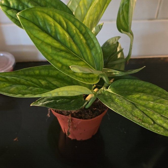 Photo of the plant species Monstera Peru by @WillAgarito35 named Ravonna on Greg, the plant care app