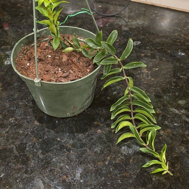 Photo of the plant species Twisted Lipstick Plant by @WillAgarito35 named Gaga on Greg, the plant care app