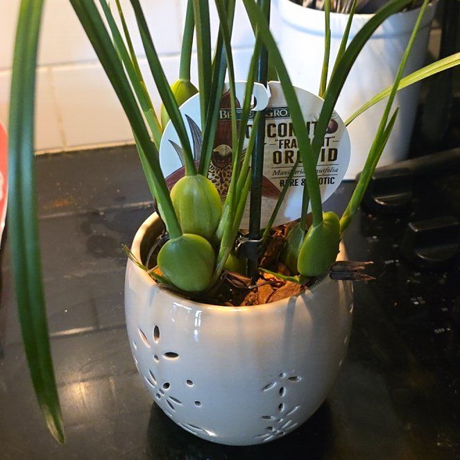 Photo of the plant species Coconut Orchid by @WillAgarito35 named Morbius on Greg, the plant care app