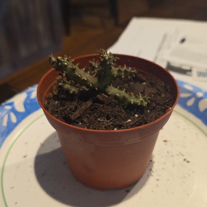 Photo of the plant species Persian Carpet Flower by @WillAgarito35 named Rip Wheeler on Greg, the plant care app