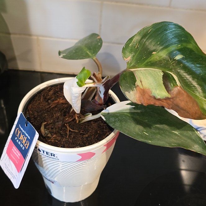 Photo of the plant species White Knight Philodendron by @WillAgarito35 named Mandalorian on Greg, the plant care app