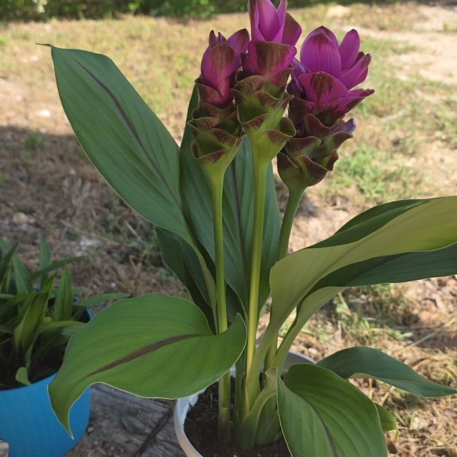 Photo of the plant species Flowering Ginger by @WillAgarito35 named Elena on Greg, the plant care app