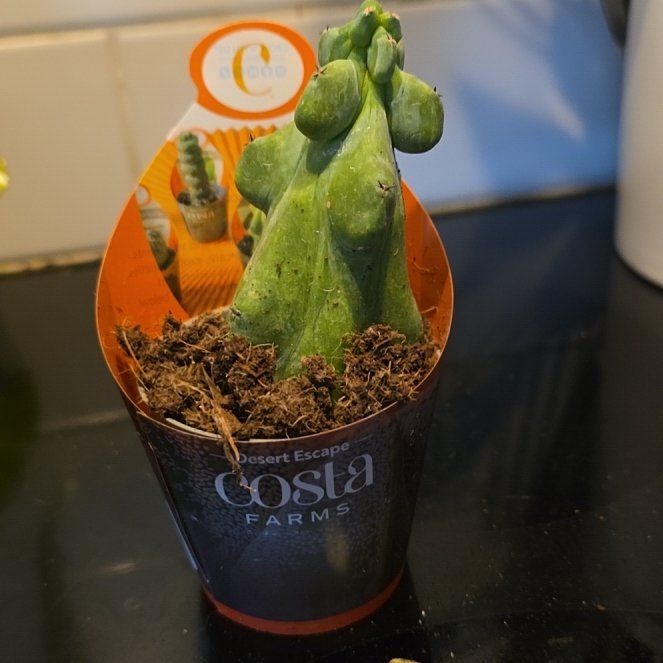 Photo of the plant species Boobie cactus by @WillAgarito35 named Bobby on Greg, the plant care app