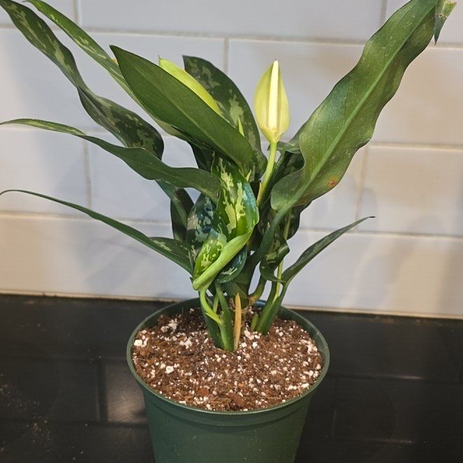 Photo of the plant species Aglaonema 'Maria' by @WillAgarito35 named Maria on Greg, the plant care app