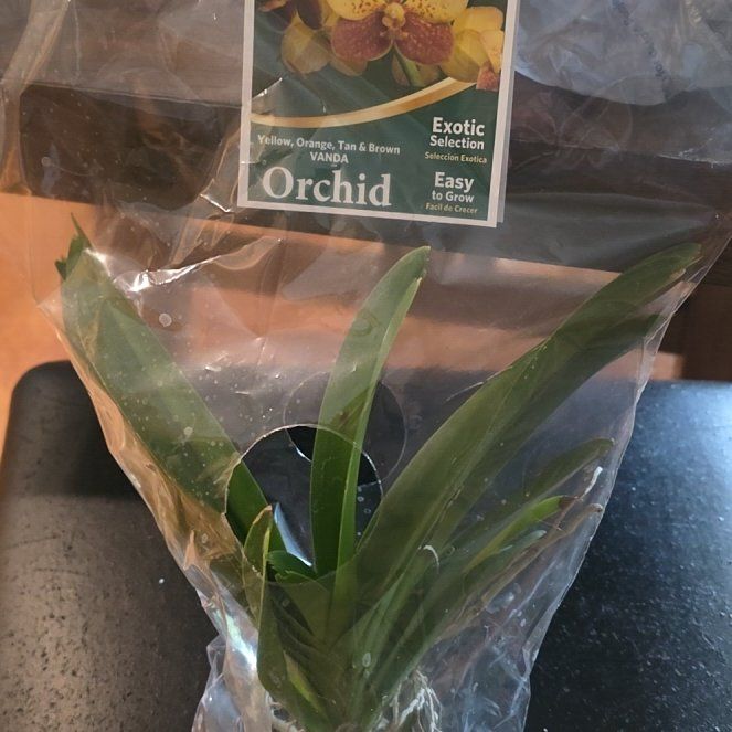 Photo of the plant species Vanda orchid by @WillAgarito35 named Vanda on Greg, the plant care app
